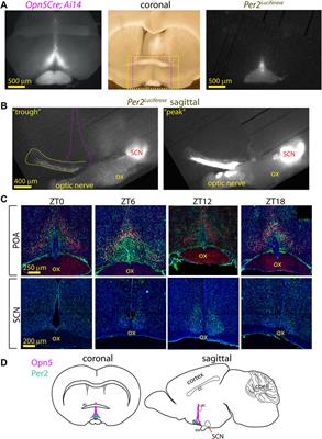 Circadian Oscillations in the Murine Preoptic Area Are Reset by Temperature, but Not Light